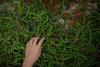 EU checks on Brazilian black pepper grind on spice lobby