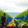 EU Green Deal Falls Short of Food System Breakthrough