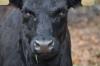 How Much Money Cattle Farmers Make in Australia: A Breakdown of Earnings, and Income Sources