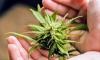 Scientists reveal the most complete cannabis genome yet