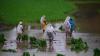 'Only 20.7% annadatas fully depend on agriculture for income': Report calls for rethinking rural development strategies