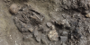 Scientists discover mysterious 'ghost lineage' after unearthing 7,100-year-old skeleton in China