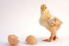Poultry business update: What did you miss this May?