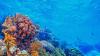 Coral reefs face collapse as climate heats up, scientists warn