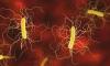 Scientists discover electricity-generating bacteria, may power future technology