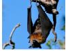 Cairns Convention Centre to host global bat research community in August