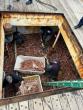 Alaska man sentenced to one year in prison over illegal transport of crab to Washington