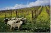Why Consumers Really Buy Eco-Friendly Wines: New WMC Study Uncovers Surprising Insights
