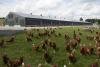 World Food Safety Day: Egg sector urged to stay vigilant against Salmonella