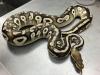 Hawaiʻi agriculture inspectors capture ball python in Kaimukī backyard