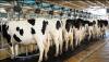 Nigeria Imports Danish Cows to Double Milk Production
