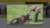 Dog trainer arrested after man shot, killed during marketing shoot for business
