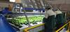 Colombian avocados rise in global markets, gaining consumer preference