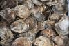 Scientists seek to study eDNA to identify how MSX creeps up on oysters