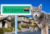 Coyote Sightings In Arizona Neighborhoods: Safety Tips For Residents