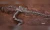 Scientists discover a 33-foot Jurassic giant, twice as big as its cousin