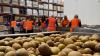 NZ Food Network partners with kiwifruit industry to tackle food insecurity
