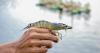 Brazilian broodstock could boost shrimp resilience