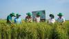 Green finance fuels Việt Nam’s agricultural transformation