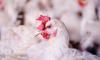 Avian flu threatens 30 000 jobs and food prices in South Africa