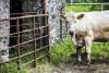 ICSA calls for urgency on renewing agri tax reliefs