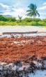 Scientists: A record amount of seaweed hit the Caribbean in May