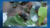 Authorities seek source of misinformation on screwworms affecting Missouri agriculture