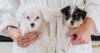 Traveling With Your Dog? Here Are 5 Things Pet-Friendly Hotels Wish You Knew