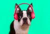 Some animals seem to appreciate music. What does that mean for human evolution?