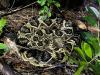 Alabama is home to the world’s largest rattlesnake: Meet the state’s 3 species