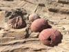 Scientists uncover fossilized dinosaur eggs in America, dating back 100 million years
