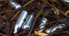 Health Canada warns consumers not to inhale ‘laughing gas’ recreationally