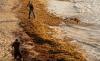 American scientists are concerned about the record amount of seaweed in the Caribbean