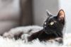 Adult Black Cat's Adorable 'Baby Meow' Is Music to Everybody's Ears