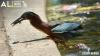 These clever fishing birds are spending more time in Alabama: Where to see them