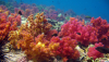 Oman marks World Oceans Day, renews pledge to protect marine environment