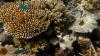 'Lifeline' for coral at risk of rising sea temperatures