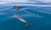 Croatia Ratifies the Global Oceans Treaty