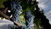 Can Arizona wine survive climate change? What experts say