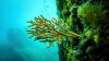 UN treaty aims to protect international waters and their inhabitants