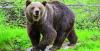 Japan city shuts schools as hunters search for roaming bear