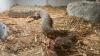 Arizona man bitten twice by rattlesnake, taken to hospital