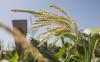 Twenty Leading Investors, Funders, and Farming Organizations Join Forces to Design Innovative Financial Infrastructure for Regenerative Agriculture in the Midwest