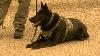 Police dogs from across Idaho gather in Lewiston for vital training event