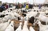 Mauritanian sheep vendor loses 25M CFA to thieves in Senegal