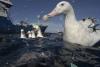 Scientists say ocean health and biodiversity at a tipping point, new survey reveals