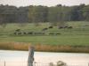 Business is good for Iowa cattle producer