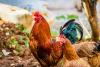 Ministry of Agriculture Plans to Increase Chicken Production this Year