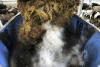 Tweets ‘ignored’ so much science on Bovaer