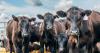 Scottish agricultural emissions at record low despite sector challenges
